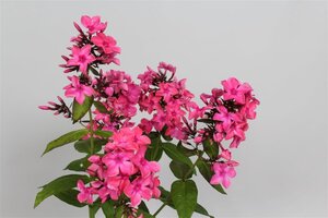 Phlox (P) 'Windsor' geen maat specificatie 0,55L/P9cm