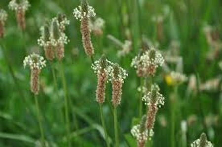 Plantago lanceolata geen maat specificatie 0,55L/P9cm