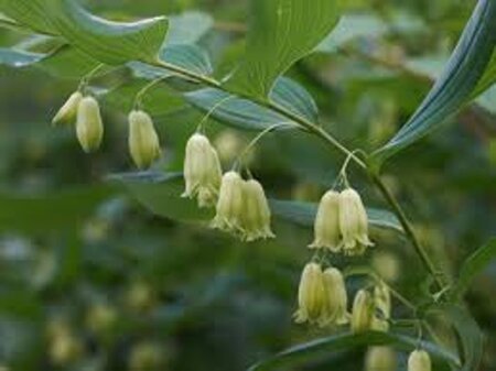 Polygonatum biflorum = Polygonatum commutatum(verouderd) geen maat specificatie 0,55L/P9cm