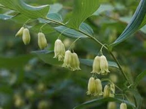 Polygonatum biflorum = Polygonatum commutatum(verouderd) geen maat specificatie 0,55L/P9cm