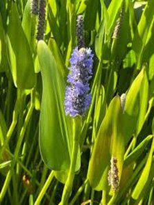 Pontederia cordata lancifolia (lanceolata) geen maat specificatie 0,55L/P9cm