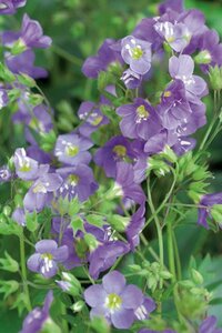 Polemonium caer. 'Lambrook Mauve' geen maat specificatie 0,55L/P9cm