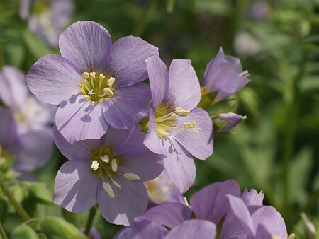 Polemonium caer. 'Lambrook Mauve' geen maat specificatie 0,55L/P9cm - afbeelding 2