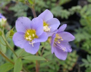 Polemonium caer. 'Lambrook Mauve' geen maat specificatie 0,55L/P9cm - afbeelding 3