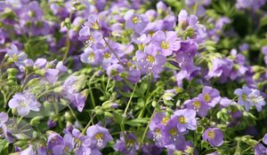 Polemonium caer. 'Lambrook Mauve' geen maat specificatie 0,55L/P9cm - afbeelding 4