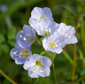 Polemonium reptans geen maat specificatie 0,55L/P9cm