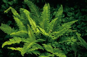 Polystichum set. 'Plumosum' geen maat specificatie 0,55L/P9cm