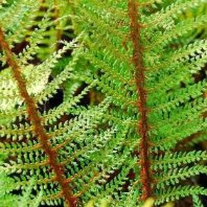 Polystichum set. 'Proliferum' geen maat specificatie 0,55L/P9cm - afbeelding 1