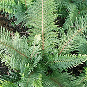 Polystichum set. 'Proliferum' geen maat specificatie 0,55L/P9cm - afbeelding 3