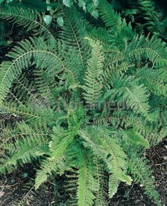 Polystichum set. 'Proliferum' geen maat specificatie 0,55L/P9cm - image 2