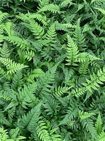 Polystichum tsussimense geen maat specificatie 0,55L/P9cm
