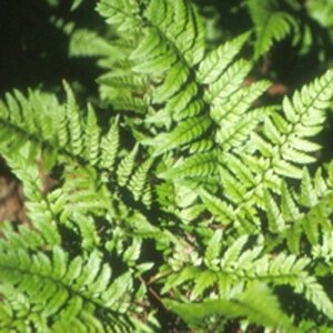 Polystichum tsussimense geen maat specificatie 0,55L/P9cm - image 2