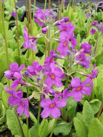 Primula beesiana geen maat specificatie 0,55L/P9cm - afbeelding 1