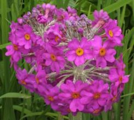 Primula beesiana geen maat specificatie 0,55L/P9cm - afbeelding 2