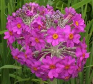 Primula beesiana geen maat specificatie 0,55L/P9cm - afbeelding 2