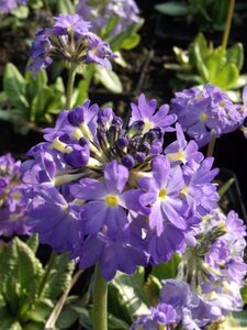 Primula dent. 'Cashmeriana' geen maat specificatie 0,55L/P9cm
