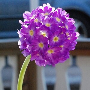 Primula dent. 'Cashmeriana' geen maat specificatie 0,55L/P9cm - afbeelding 2