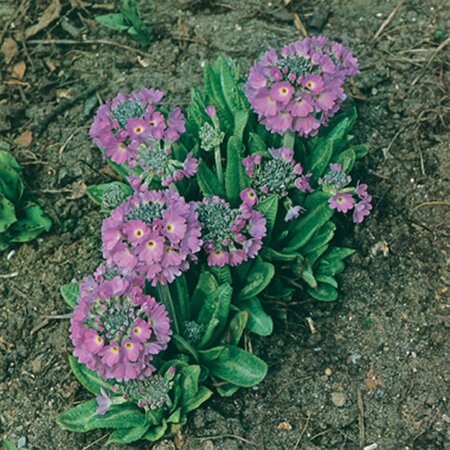 Primula dent. 'Cashmeriana' geen maat specificatie 0,55L/P9cm - afbeelding 3