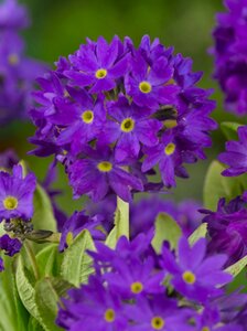 Primula dent. 'Cashmeriana' geen maat specificatie 0,55L/P9cm - afbeelding 4
