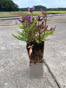 Prunella grand. 'Bella Blue' geen maat specificatie 0,55L/P9cm