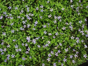 Pratia pedunculata 'County Park' geen maat specificatie 0,55L/P9cm - afbeelding 2