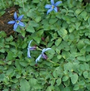 Pratia pedunculata 'County Park' geen maat specificatie 0,55L/P9cm - afbeelding 3