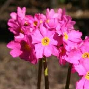 Primula rosea 'Grandiflora' geen maat specificatie 0,55L/P9cm