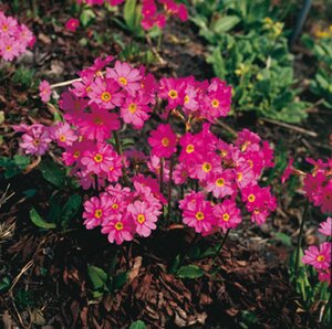 Primula rosea 'Grandiflora' geen maat specificatie 0,55L/P9cm - afbeelding 2