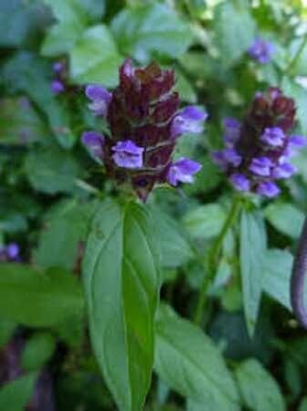 Prunella vulgaris geen maat specificatie 0,55L/P9cm