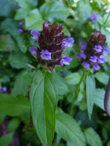 Prunella vulgaris geen maat specificatie 0,55L/P9cm