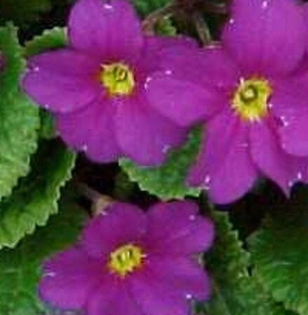 Primula (J) 'Wanda' geen maat specificatie 0,55L/P9cm - afbeelding 1