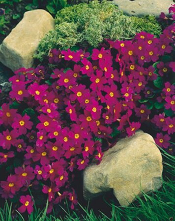 Primula (J) 'Wanda' geen maat specificatie 0,55L/P9cm - afbeelding 2