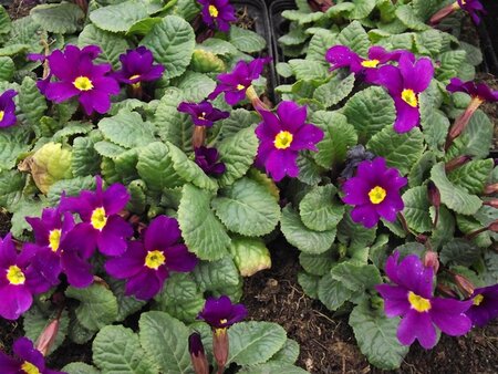 Primula (J) 'Wanda' geen maat specificatie 0,55L/P9cm - afbeelding 3