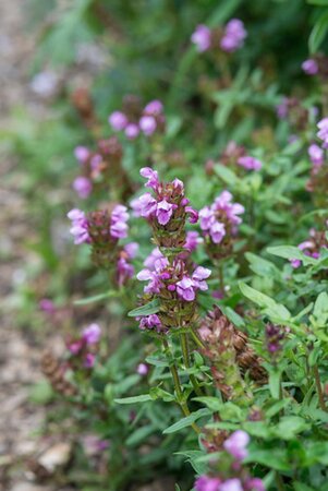 Prunella w. 'Gruss Aus Isernhagen' geen maat specificatie 0,55L/P9cm