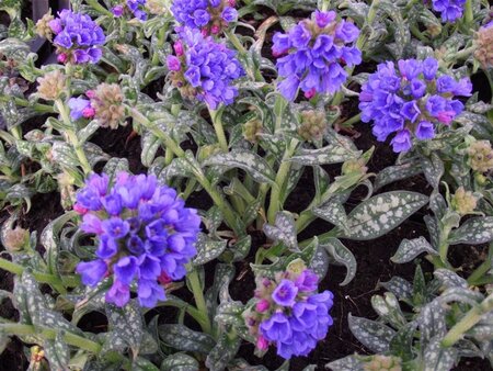 Pulmonaria long. 'E.B. Anderson' geen maat specificatie 0,55L/P9cm - afbeelding 2