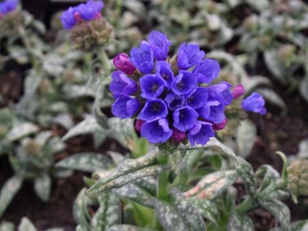 Pulmonaria long. 'E.B. Anderson' geen maat specificatie 0,55L/P9cm - afbeelding 1