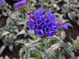Pulmonaria long. 'E.B. Anderson' geen maat specificatie 0,55L/P9cm