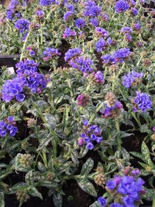 Pulmonaria long. 'E.B. Anderson' geen maat specificatie 0,55L/P9cm - afbeelding 4