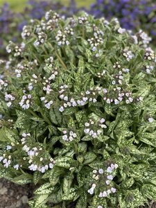 Pulmonaria 'Opal' = 'Ocupol' geen maat specificatie 0,55L/P9cm - afbeelding 1