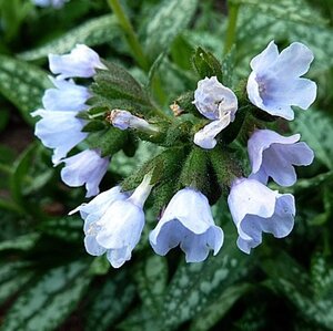 Pulmonaria 'Opal' = 'Ocupol' geen maat specificatie 0,55L/P9cm - afbeelding 3