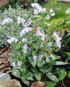 Pulmonaria 'Opal' = 'Ocupol' geen maat specificatie 0,55L/P9cm - afbeelding 4