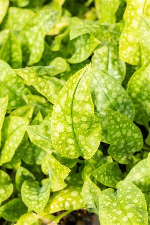 Pulmonaria off. 'Sissinghurst White geen maat specificatie 0,55L/P9cm - afbeelding 1