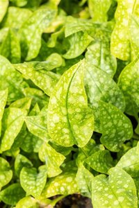 Pulmonaria off. 'Sissinghurst White geen maat specificatie 0,55L/P9cm