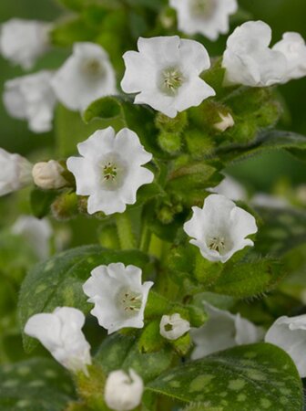 Pulmonaria off. 'Sissinghurst White geen maat specificatie 0,55L/P9cm - afbeelding 6
