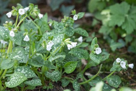 Pulmonaria off. 'Sissinghurst White geen maat specificatie 0,55L/P9cm - afbeelding 2