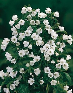 Pulmonaria off. 'Sissinghurst White geen maat specificatie 0,55L/P9cm - afbeelding 7
