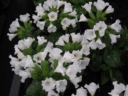 Pulmonaria off. 'Sissinghurst White geen maat specificatie 0,55L/P9cm - afbeelding 4