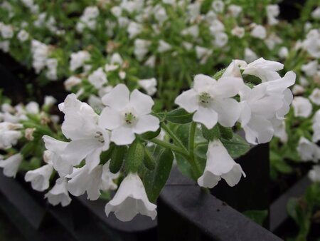 Pulmonaria off. 'Sissinghurst White geen maat specificatie 0,55L/P9cm - afbeelding 5