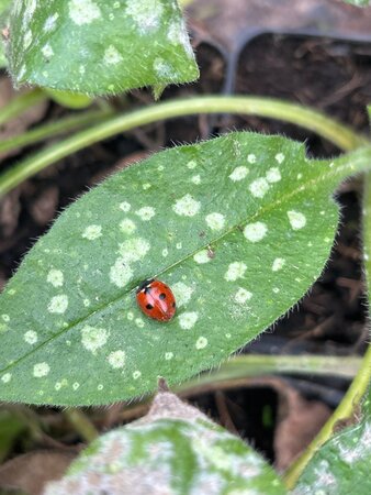 Pulmonaria off. 'Sissinghurst White geen maat specificatie 0,55L/P9cm - afbeelding 3