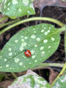 Pulmonaria off. 'Sissinghurst White geen maat specificatie 0,55L/P9cm - afbeelding 3